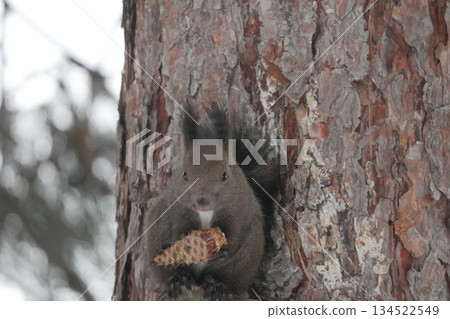 Winter climbing trees Ezolith Winter climbing trees Ezolith 134522549
