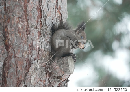 Ezoris eating pine cones on a tree Ezoris eating pine cones on a tree 134522550