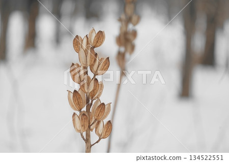 Withered lily 134522551