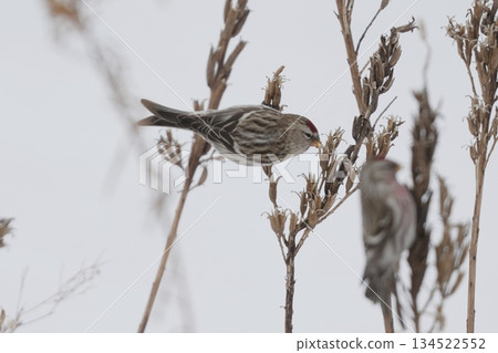 Redfinch perched on a stem 134522552