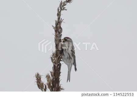 紅翅雀棲息在莖上 134522553