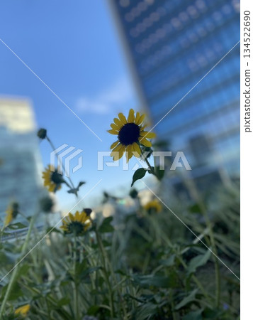 花園裡盛開的花 134522690