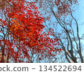 秋葉和藍天 134522694