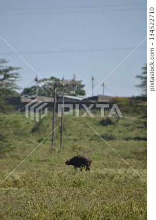 Kenya Safari: Wildlife seen in Lake Nakuru National Park - A sad-looking buffalo 134522710