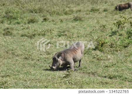 Kenya Safari: Wildlife seen in Lake Nakuru National Park: Warthog Kenya Safari: Wildlife seen in Lake Nakuru National Park: Warthog 134522765