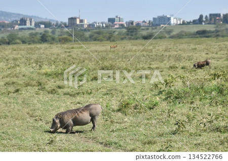 Kenya Safari: Wildlife seen in Lake Nakuru National Park: Warthog 134522766