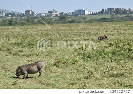 Kenya Safari: Wildlife seen in Lake Nakuru National Park: Warthog 134522767