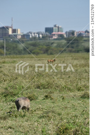 Kenya Safari: Wildlife seen in Lake Nakuru National Park: Warthog Kenya Safari: Wildlife seen in Lake Nakuru National Park: Warthog 134522769