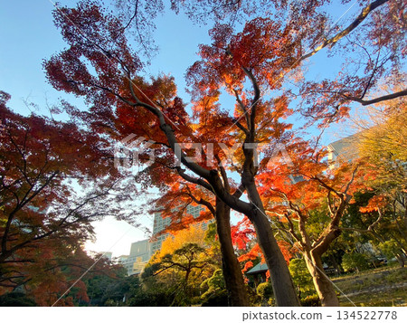 Blue skies and autumn leaves in the park Blue skies and autumn leaves in the park 134522778