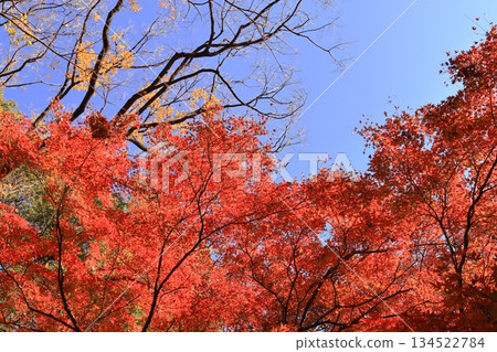 東京六義園,位於瑞子河附近 東京六義園,位於瑞子河附近 134522784