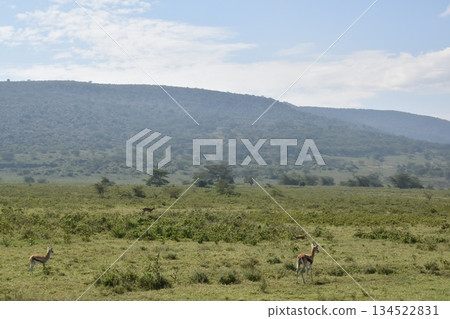 肯亞野生動物園：納庫魯湖國家公園野生動物：黑斑羚 134522831