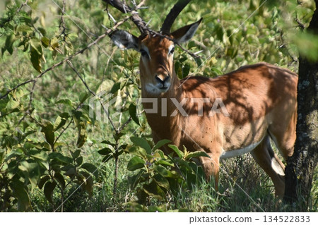 Kenya Safari: Wildlife seen in Lake Nakuru National Park: Impala gazelle Kenya Safari: Wildlife seen in Lake Nakuru National Park: Impala gazelle 134522833