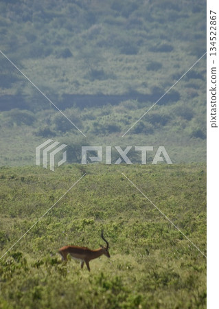 Impala gazelle, a wild animal seen in Lake Nakuru National Park, Kenya Impala gazelle, a wild animal seen in Lake Nakuru National Park, Kenya 134522867