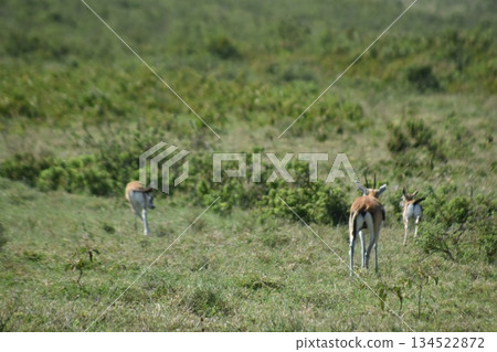 Impala gazelle, a wild animal seen in Lake Nakuru National Park, Kenya 134522872