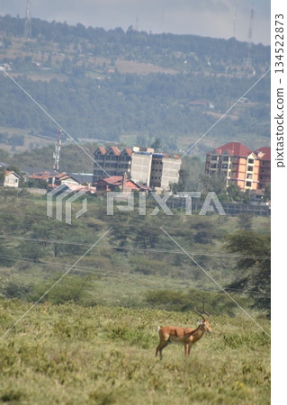 Impala gazelle, a wild animal seen in Lake Nakuru National Park, Kenya 134522873