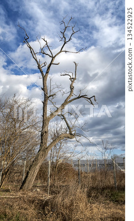 Old dead tree Old dead tree 134522925
