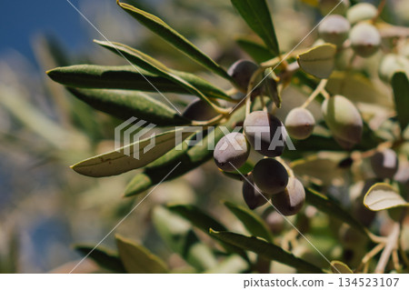 Ripe olives on an olive tree branch in autumn, ready for harvest season Ripe olives on an olive tree branch in autumn, ready for harvest season 134523107