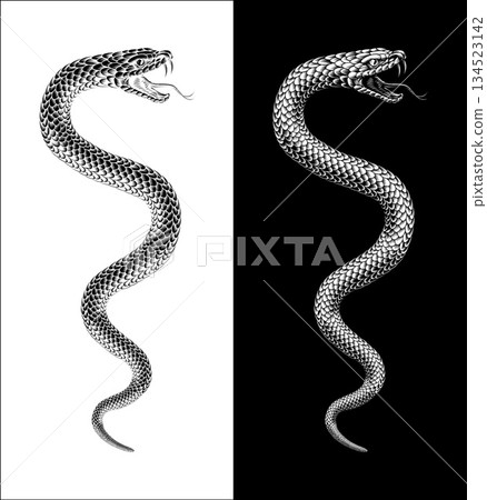Snake Coiled Serpent Vintage Style Illustration 134523142