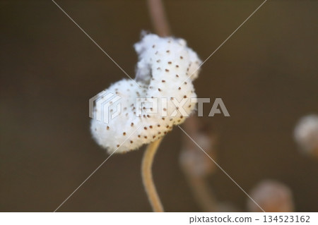 秋日花園裡，日本銀蓮花絨毛包裹著種子。 134523162
