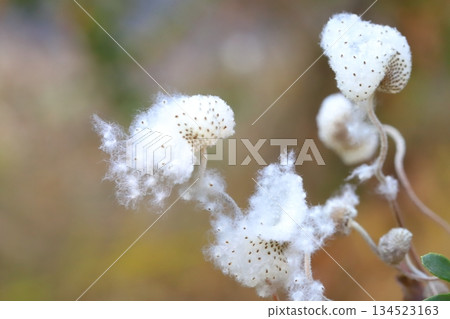 秋日花園裡，日本銀蓮花絨毛包裹著種子。 134523163