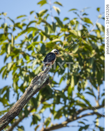 Collared falconet or Microhierax caerulescens bird of prey Falconidae perched high on tree natural blue sky background at dhikala zone jim corbett national park forest tiger reserve uttarakhand india 134523206