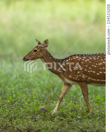 wild adult female spotted deer or chital or axis deer side profile with eye contact walking in natural scenic green background winter season safari jim corbett national park forest uttarakhand india wild adult female spotted deer or chital or axis deer side profile with eye contact walking in natural scenic green background winter season safari jim corbett national park forest uttarakhand india 134523208