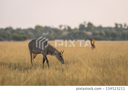 wild adult male nilgai or blue bull or Boselaphus tragocamelus eating grass in open grassland or grass field Largest Asian antelope in natural scenic environment in safari at forest of central india 134523211