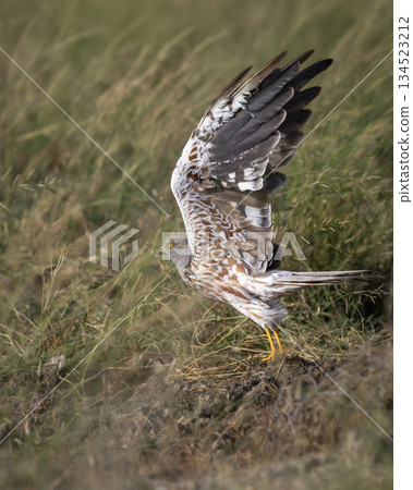 Montagu harrier male or Circus pygargus with eye contact migratory bird in flight with full wingspan green grass meadow in winter season migration at tal chhapar sanctuary churu rajasthan india asia 134523212