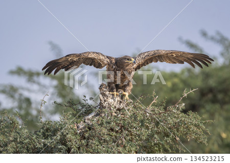 Steppe eagle or Aquila nipalensis closeup or portrait with full wingspan ready to take off in desert national park jaisalmer rajasthan india asia. large bird of prey during winter migration perched Steppe eagle or Aquila nipalensis closeup or portrait with full wingspan ready to take off in desert national park jaisalmer rajasthan india asia. large bird of prey during winter migration perched 134523215