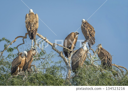 flock of Eurasian griffon vulture or gyps fulvus perched high on tree top basking sun in blue sky background during winter season migration at desert national park jaisalmer rajasthan india 134523216