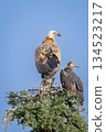 wild adult and juvenile Eurasian griffon vulture or gyps fulvus perch high on tree top basking sun in blue sky background during winter migration at desert national park jaisalmer rajasthan india 134523217