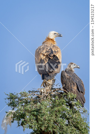 wild adult and juvenile Eurasian griffon vulture or gyps fulvus perch high on tree top basking sun in blue sky background during winter migration at desert national park jaisalmer rajasthan india 134523217