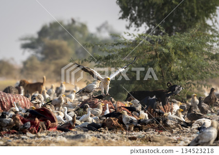Egyptian vulture or Neophron percnopterus bird in flight landing on carcass in dumping yard and aggressive attacking feral dogs roaming snatching Jorbeer Conservation Reserve bikaner rajasthan india 134523218