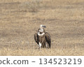 Himalayan vulture or Gyps himalayensis or Himalayan griffon vulture closeup or portrait during winter migration at desert national park jaisalmer Rajasthan India asia 134523219
