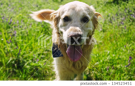 adorable golden retriever dog outdoors adorable golden retriever dog outdoors 134523451