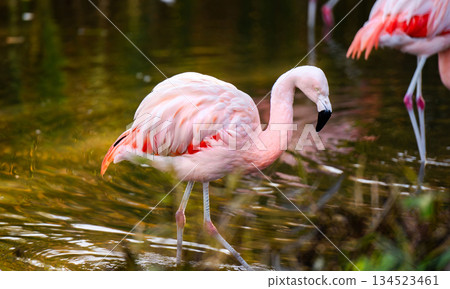 Pink Flamingo Birds In Water Pink Flamingo Birds In Water 134523461