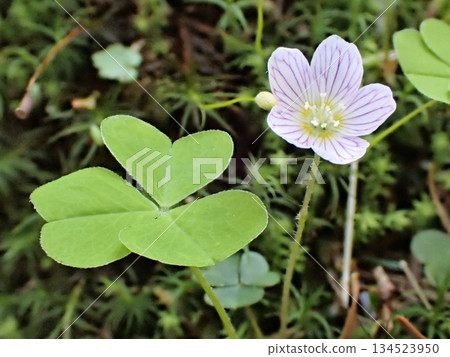 Purple-streaked Oxalis morifolium Purple-streaked Oxalis morifolium 134523950
