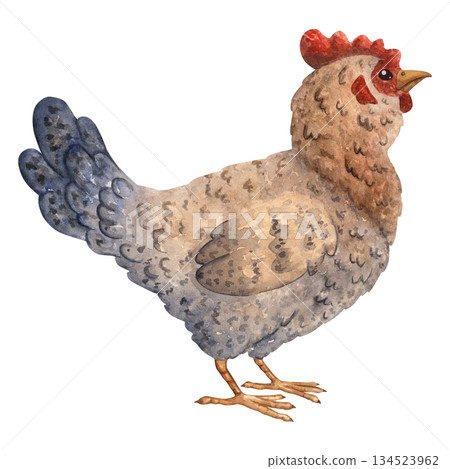 Watercolor illustration of a farm hen for agricultural themes, educational materials, packaging design, children projects, rustic decorative prints. Painted with natural textures and feather patterns Watercolor illustration of a farm hen for agricultural themes, educational materials, packaging design, children projects, rustic decorative prints. Painted with natural textures and feather patterns 134523962