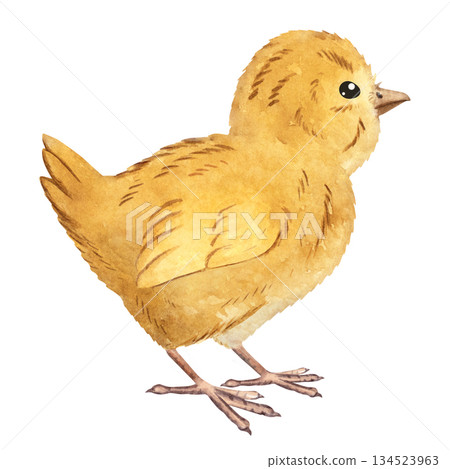 Watercolor illustration of a fluffy yellow chick, ideal for children books, educational materials, spring, easter designs, farm projects, greeting cards, and nursery decor 134523963