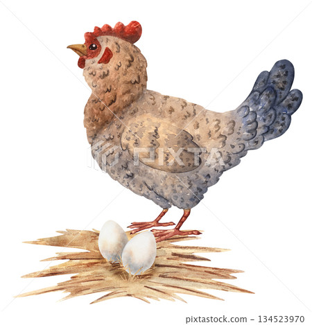 Watercolor composition featuring a hen standing near two eggs on straw, perfect for children projects, educational materials, farm themed designs, packaging, rustic decor. Hand Painted illustration 134523970