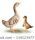 Watercolor composition of a goose and gosling, for childrens projects, educational designs, farm themed materials, packaging, rustic decor. Hand painted with natural textures, soft watercolor tones. 134523977