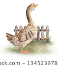 Watercolor composition with a goose standing near a wooden fence, perfect for farm themed designs, childrens materials, educational projects, packaging and rustic decor 134523978