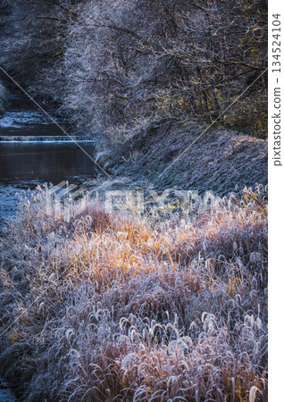 River mist freezes onto the plants and creates a sparkling world [Nagano Prefecture] 134524104