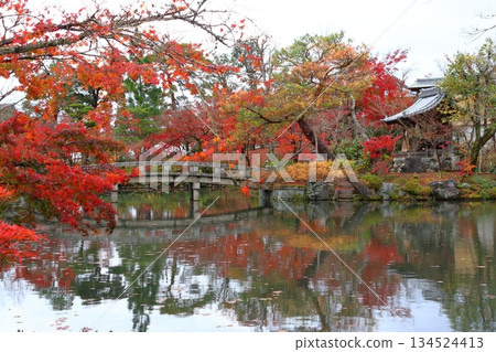 京都府京都市左京區禪林寺永觀堂的秋景 京都府京都市左京區禪林寺永觀堂的秋景 134524413