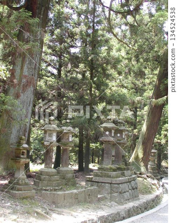 Kasuga Taisha Shrine│Cedar trees and moss-covered stone lanterns Kasuga Taisha Shrine│Cedar trees and moss-covered stone lanterns 134524538