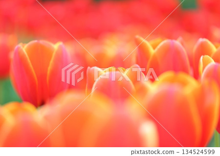 燦爛的鬱金香 134524599