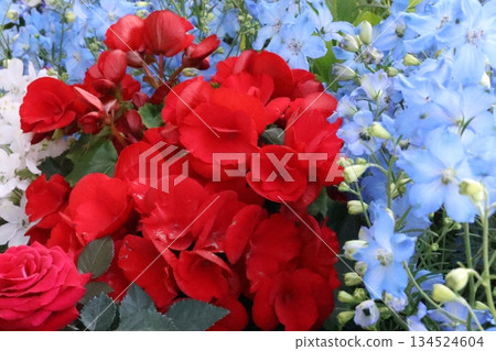 令人神清氣爽的秋海棠和飛燕草 令人神清氣爽的秋海棠和飛燕草 134524604