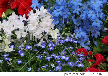 令人神清氣爽的秋海棠和飛燕草 令人神清氣爽的秋海棠和飛燕草 134524608