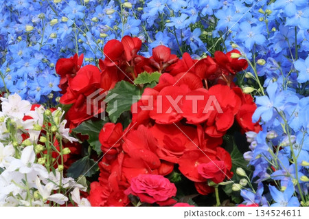 令人神清氣爽的秋海棠和飛燕草 令人神清氣爽的秋海棠和飛燕草 134524611