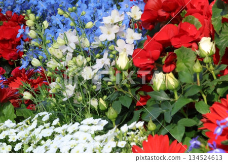 令人神清氣爽的秋海棠和飛燕草 134524613